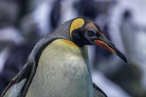 Pinguin Loro Park Blog Castillo Moro